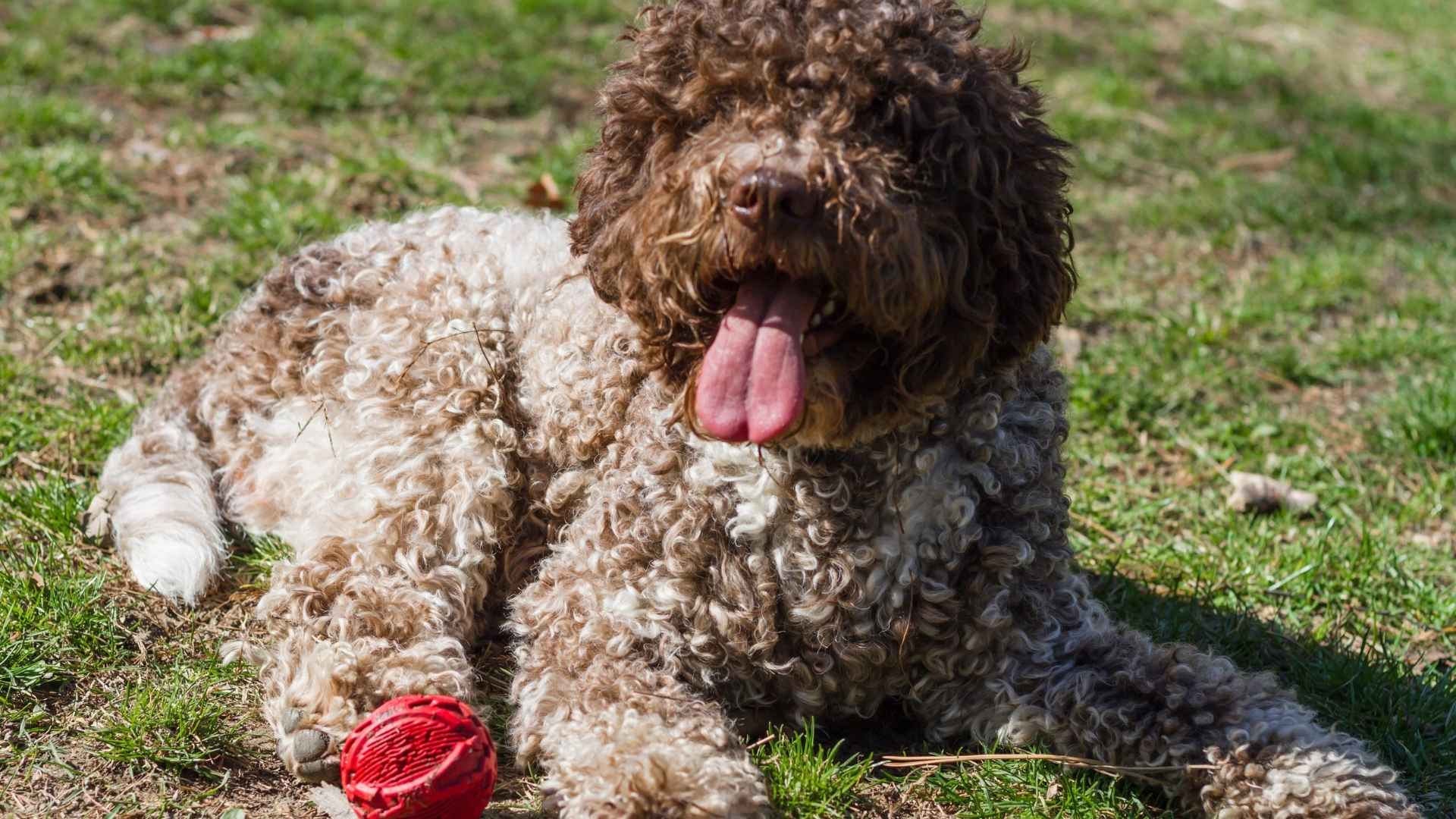 perro de aguas español